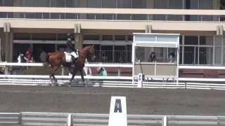 第50回　東都学生馬術大会　馬場馬術競技第２課目　3年　折原冬弥　桜灯