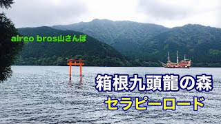 【alreo brosの山さんぽ】箱根九頭龍の森さんぽ。alreo bros🐶とセラピーロード。