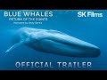 Blue Whales 🐋 Return of the Giants 🎥 Official Trailer