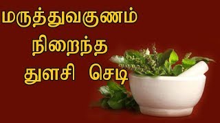 மருத்துவகுணம் நிறைந்த துளசி செடி