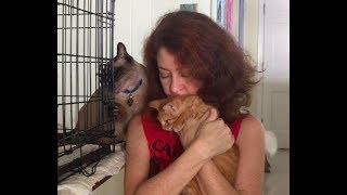 How to Socialize a Shy Kitten - Learning to Purr! FOXY | Part 2