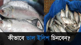 কীভাবে ভাল ইলিশ চিনবেন? | Ilish | Hilsa