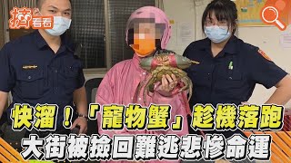 快溜!「寵物蟹」趁機落跑 大街被撿回難逃悲慘命運｜TVBS新聞｜擠看看 #Shorts