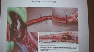 Snake Anatomy-Internal Anatomy