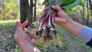 Hunting Wild Edibles | Ramps | FiddleHead Ferns | เก็บกระเทียมป่าอเมริกา