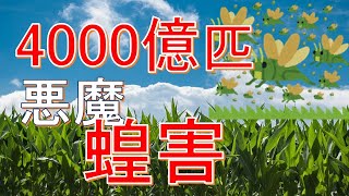 【蝗害】4000億匹のサバクトビバッタ軍団による災害