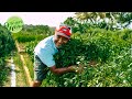 Agricultural Tour of herb farm in Macoya, Trinidad & interview with Dindial Sikumar | GrownHome