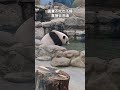 圓寶下班前不吃也不睡 泡澡緩解焦躁的心 希望能看破紅塵 貓熊 panda yuanbao zoo