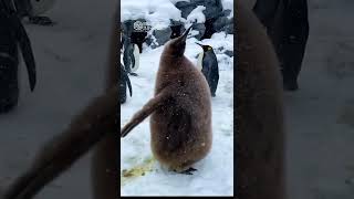 【旭山動物園】キングペンギン巨大ひな🐧👑❄️迫力の雪プルプルッをスローモーション撮影 [Asahiyama Zoo] Fluffy King penguin chick. #Shorts