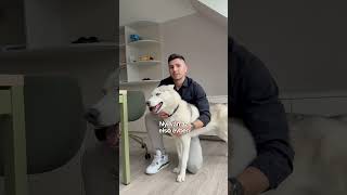 Évi 1,2 millió Ft kutyára 🐶