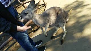 ❤カンガルーとダーリンのふれあい❤