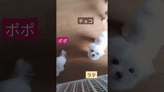 【パピー犬3ヶ月動画】生後3ヶ月ポポとチョコラテ　#マルチーズ　#マルポメ　#ヨープー　#ミックス犬　#dog 　#maltese 　#mix 　#play 　#cute 　#成長記録　#なかよし