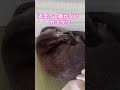 丸まって動かないカワウソotter curled up and not moving shorts