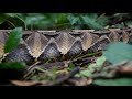 venomous gaboon viper a deadly beautiful species from uganda