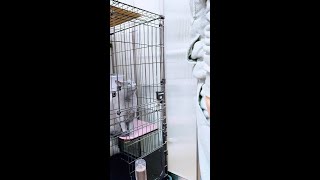 【猫動画】ゲージの中で旦那に必死にご飯アピールするロシアンブルー【russianblue】【shorts】Russian Blue urging her husband to eat