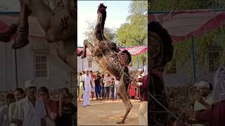 unt ka dance #cameldance #camel #rajasthanidjsong