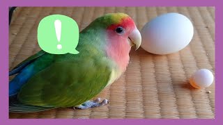 コザクラインコ・まっちゃ【にわとりの卵を見せてみたら..こんな反応した】