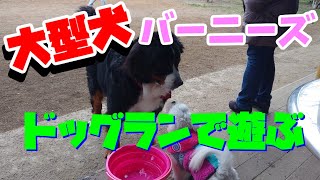 【大型犬】アンジュドッグランで遊んだよ【バーニーズマウンテンドッグ】