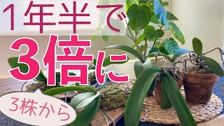 【こんな事していいの？】胡蝶蘭をどんどん増やしています。3株だった胡蝶蘭を株分けして1年半後。