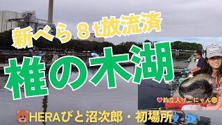 ⚡【釣り処椎の木湖】🎣🐟新べら８.1t放流済😊