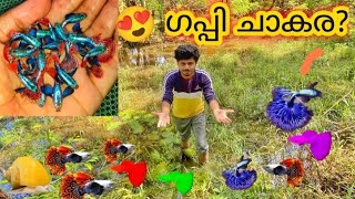 🐟ഗപ്പീസിനെ ചുമ്മാ കിട്ടിയാലോ 💥😍New Guppys | Big Ear | Guppy Malayalam