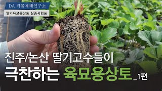 딸기 농사는 딸기 육묘기술이 결정합니다. (육묘용상토  1편)