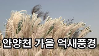 랜선힐링여행, 안양천 목동구간 억새풍경, 억새 꽃말 \