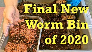 New bin launched with an estimated 1000 worms from a densely populated system - vermicomposting