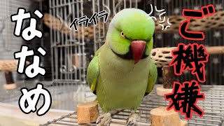 時々ちょ～～ご機嫌ななめになるファフ子嬢のクセ強な怒り方【ワカケホンセイインコ】