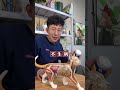 小母猫绝育的所有问题铲屎官要知道 小母猫绝育的所有问题铲屎官要知道养猫经验分享 新手养猫 猫咪绝育 猫咪发情