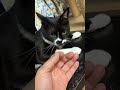 眠たくても歌ってくれる優しいハチワレ猫🐈tuxedo catざきお【猫動画】