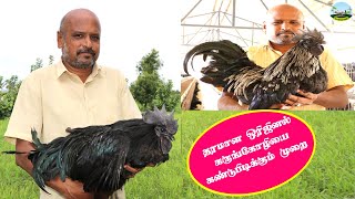 தரமான ஒரிஜினல் கடக்நாத் கோழியை கண்டுபிடிப்பது எப்படி?🔸How to Find Original Kadaknath Chicken