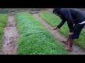 removing dew from the seedlings of rabi rice