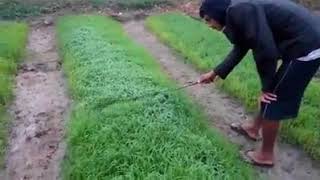 Removing dew from the  seedlings of rabi rice