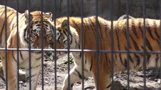 【旭山動物園】アムールトラ　仲のいい親子　ザリア(母)　メイ(娘)　Parent and child of Amur tiger　Asahiyama Zoo　2022 05 11