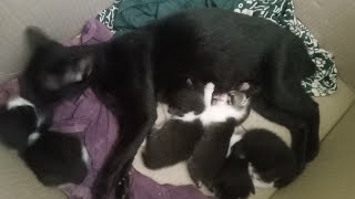 mother cat breastfeeding quadruplets | cute kitten aged 2 weeks 🤩🤩🤩 #cat #catlover #catvideos