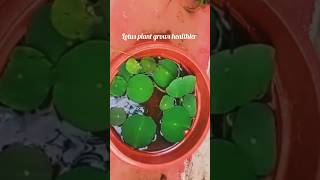 How to grow Lotus at Home