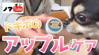 【ドギーボックス】話題のスマホに遅れるな！ワンちゃんにもアップルケアを！／チワワのノアtube #218