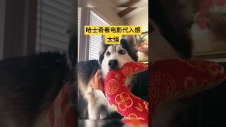 哈士奇看电影代入感很强#dog #cute #shorts