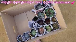 구름다육에서 박싱하며 사장님과 다육이 이야기 : 11월 다육이 물관리, 서리관리 이야기 합니다! 바로 다음날에 서리맞은 다부댁...