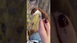 Little weasel | Маленькая ласка 🐭 #shorts