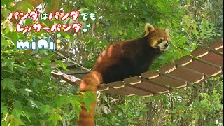 パンダはパンダでもレッサーパンダ♪【高知県立のいち動物公園】つり橋の上のユズの巻