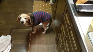 【ビーグル犬おもしろ動画】謎行動ｗ Funny Beagle Video