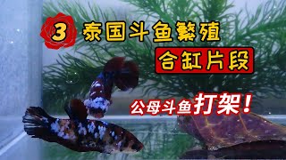 泰國鬥魚繁殖（片段3）公母鬥魚打架！ betta fish breeding （音樂版權原因重新製作發布）