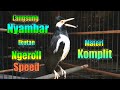 Suara Burung Jalak Suren MATERI Full Isian KOMPLIT bisa Bikin Jalak Lain Langsung NYAMBAR ikut Gacor