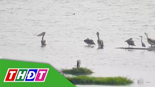Đồng Tháp: Xuất hiện đàn chim bồ nông chân xám quý hiếm | THDT