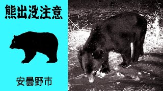 ツキノワグマ　長野県　安曇野　09/26/2022　5時4分～　14℃　動物記