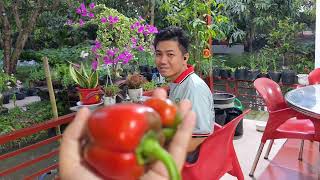 THU HOẠCH MƯỚP HƯƠNG ỚT CHUÔNG MẸ LÀM MÓN BAO TỬ KHÌA NƯỚC DỪA CHUẨN VỊ MIỀN TÂY