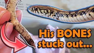 Our New Garter Snake has No Tail!