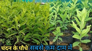 Chandan ke podhe Kahan se kharide || chandan ka ped |Chandan plant nursery ||